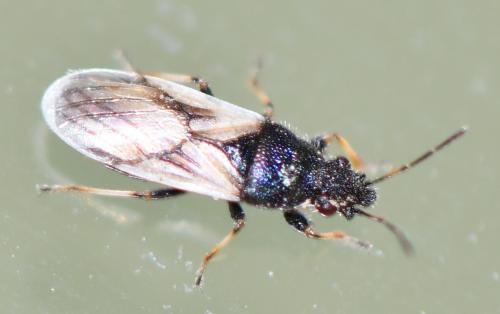 Réf. 265 715 : Metopoplax ditomoides